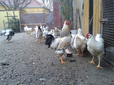 Pui SERIA II / 2023 | Fotografiați – Sâm, 9 dec.; I2 / 2023 Masculi = 4 fără + 5 barbă = 9 buc.
I2 / 2023 Femele = 5 fără + 7 barbă = 12 buc.
_______________________
Total = 21 buc.
(Eclozați: Joi, 22 iun. 2023, 15 : 00 — Sâm, 24 iun. 2023, 22 : 10 |
