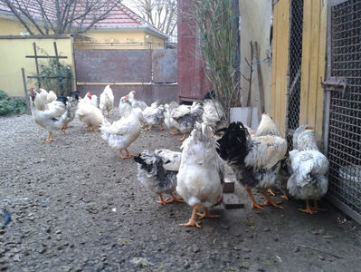 Pui SERIA II / 2023 | Fotografiați – Sâm, 9 dec.; I2 / 2023 Masculi = 4 fără + 5 barbă = 9 buc.
I2 / 2023 Femele = 5 fără + 7 barbă = 12 buc.
_______________________
Total = 21 buc.
(Eclozați: Joi, 22 iun. 2023, 15 : 00 — Sâm, 24 iun. 2023, 22 : 10 |
