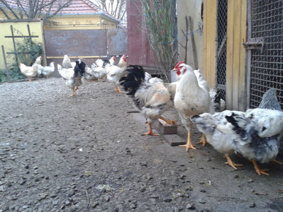 Pui SERIA II / 2023 | Fotografiați – Sâm, 9 dec.; I2 / 2023 Masculi = 4 fără + 5 barbă = 9 buc.
I2 / 2023 Femele = 5 fără + 7 barbă = 12 buc.
_______________________
Total = 21 buc.
(Eclozați: Joi, 22 iun. 2023, 15 : 00 — Sâm, 24 iun. 2023, 22 : 10 |
