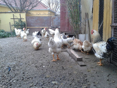 Pui SERIA II / 2023 | Fotografiați – Sâm, 9 dec.; I2 / 2023 Masculi = 4 fără + 5 barbă = 9 buc.
I2 / 2023 Femele = 5 fără + 7 barbă = 12 buc.
_______________________
Total = 21 buc.
(Eclozați: Joi, 22 iun. 2023, 15 : 00 — Sâm, 24 iun. 2023, 22 : 10 |
