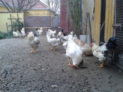 Pui SERIA II / 2023 | Fotografiați – Sâm, 9 dec.; I2 / 2023 Masculi = 4 fără + 5 barbă = 9 buc.
I2 / 2023 Femele = 5 fără + 7 barbă = 12 buc.
_______________________
Total = 21 buc.
(Eclozați: Joi, 22 iun. 2023, 15 : 00 — Sâm, 24 iun. 2023, 22 : 10 |

