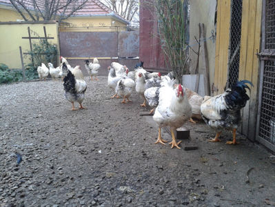 Pui SERIA II / 2023 | Fotografiați – Sâm, 9 dec.; I2 / 2023 Masculi = 4 fără + 5 barbă = 9 buc.
I2 / 2023 Femele = 5 fără + 7 barbă = 12 buc.
_______________________
Total = 21 buc.
(Eclozați: Joi, 22 iun. 2023, 15 : 00 — Sâm, 24 iun. 2023, 22 : 10 |

