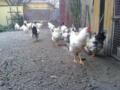 Pui SERIA II / 2023 | Fotografiați – Sâm, 9 dec.; I2 / 2023 Masculi = 4 fără + 5 barbă = 9 buc.
I2 / 2023 Femele = 5 fără + 7 barbă = 12 buc.
_______________________
Total = 21 buc.
(Eclozați: Joi, 22 iun. 2023, 15 : 00 — Sâm, 24 iun. 2023, 22 : 10 |
