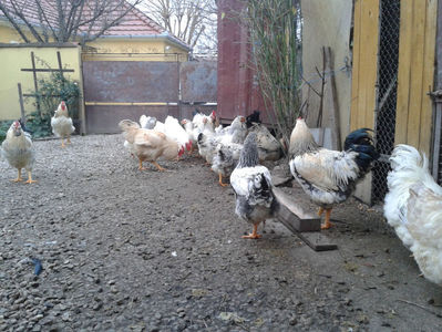 Pui SERIA II / 2023 | Fotografiați – Sâm, 9 dec.; I2 / 2023 Masculi = 4 fără + 5 barbă = 9 buc.
I2 / 2023 Femele = 5 fără + 7 barbă = 12 buc.
_______________________
Total = 21 buc.
(Eclozați: Joi, 22 iun. 2023, 15 : 00 — Sâm, 24 iun. 2023, 22 : 10 |

