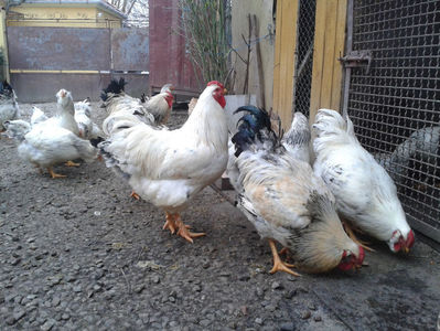 Pui SERIA II / 2023 | Fotografiați – Sâm, 9 dec.; I2 / 2023 Masculi = 4 fără + 5 barbă = 9 buc.
I2 / 2023 Femele = 5 fără + 7 barbă = 12 buc.
_______________________
Total = 21 buc.
(Eclozați: Joi, 22 iun. 2023, 15 : 00 — Sâm, 24 iun. 2023, 22 : 10 |
