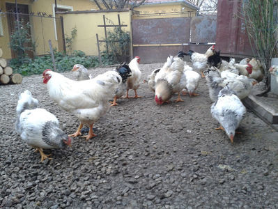 Pui SERIA II / 2023 | Fotografiați – Sâm, 9 dec.; I2 / 2023 Masculi = 4 fără + 5 barbă = 9 buc.
I2 / 2023 Femele = 5 fără + 7 barbă = 12 buc.
_______________________
Total = 21 buc.
(Eclozați: Joi, 22 iun. 2023, 15 : 00 — Sâm, 24 iun. 2023, 22 : 10 |
