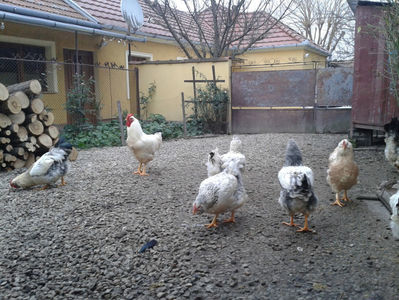 Pui SERIA II / 2023 | Fotografiați – Sâm, 9 dec.; I2 / 2023 Masculi = 4 fără + 5 barbă = 9 buc.
I2 / 2023 Femele = 5 fără + 7 barbă = 12 buc.
_______________________
Total = 21 buc.
(Eclozați: Joi, 22 iun. 2023, 15 : 00 — Sâm, 24 iun. 2023, 22 : 10 |
