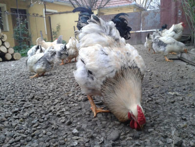 Pui SERIA II / 2023 | Fotografiați – Sâm, 9 dec.; I2 / 2023 Masculi = 4 fără + 5 barbă = 9 buc.
I2 / 2023 Femele = 5 fără + 7 barbă = 12 buc.
_______________________
Total = 21 buc.
(Eclozați: Joi, 22 iun. 2023, 15 : 00 — Sâm, 24 iun. 2023, 22 : 10 |
