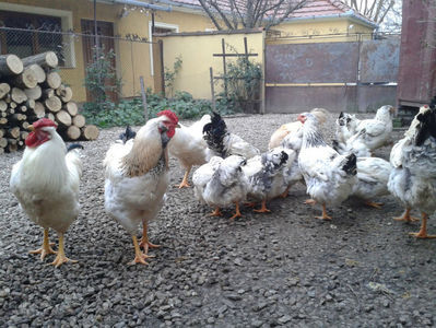 Pui SERIA II / 2023 | Fotografiați – Sâm, 9 dec.; I2 / 2023 Masculi = 4 fără + 5 barbă = 9 buc.
I2 / 2023 Femele = 5 fără + 7 barbă = 12 buc.
_______________________
Total = 21 buc.
(Eclozați: Joi, 22 iun. 2023, 15 : 00 — Sâm, 24 iun. 2023, 22 : 10 |
