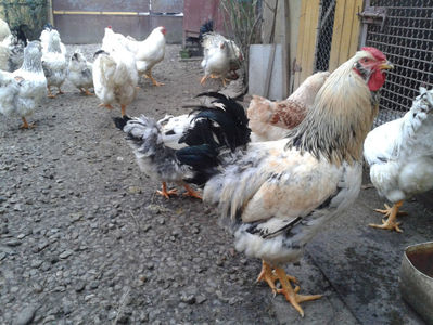 Pui SERIA II / 2023 | Fotografiați – Sâm, 9 dec.; I2 / 2023 Masculi = 4 fără + 5 barbă = 9 buc.
I2 / 2023 Femele = 5 fără + 7 barbă = 12 buc.
_______________________
Total = 21 buc.
(Eclozați: Joi, 22 iun. 2023, 15 : 00 — Sâm, 24 iun. 2023, 22 : 10 |
