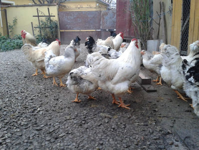 Pui SERIA II / 2023 | Fotografiați – Sâm, 9 dec.; I2 / 2023 Masculi = 4 fără + 5 barbă = 9 buc.
I2 / 2023 Femele = 5 fără + 7 barbă = 12 buc.
_______________________
Total = 21 buc.
(Eclozați: Joi, 22 iun. 2023, 15 : 00 — Sâm, 24 iun. 2023, 22 : 10 |
