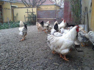 Pui SERIA II / 2023 | Fotografiați – Sâm, 9 dec.; I2 / 2023 Masculi = 4 fără + 5 barbă = 9 buc.
I2 / 2023 Femele = 5 fără + 7 barbă = 12 buc.
_______________________
Total = 21 buc.
(Eclozați: Joi, 22 iun. 2023, 15 : 00 — Sâm, 24 iun. 2023, 22 : 10 |
