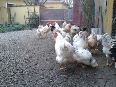 Pui SERIA II / 2023 | Fotografiați – Sâm, 9 dec.; I2 / 2023 Masculi = 4 fără + 5 barbă = 9 buc.
I2 / 2023 Femele = 5 fără + 7 barbă = 12 buc.
_______________________
Total = 21 buc.
(Eclozați: Joi, 22 iun. 2023, 15 : 00 — Sâm, 24 iun. 2023, 22 : 10 |
