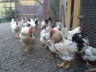 Pui SERIA II / 2023 | Fotografiați – Sâm, 9 dec.; I2 / 2023 Masculi = 4 fără + 5 barbă = 9 buc.
I2 / 2023 Femele = 5 fără + 7 barbă = 12 buc.
_______________________
Total = 21 buc.
(Eclozați: Joi, 22 iun. 2023, 15 : 00 — Sâm, 24 iun. 2023, 22 : 10 |
