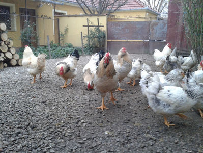 Pui SERIA II / 2023 | Fotografiați – Sâm, 9 dec.; I2 / 2023 Masculi = 4 fără + 5 barbă = 9 buc.
I2 / 2023 Femele = 5 fără + 7 barbă = 12 buc.
_______________________
Total = 21 buc.
(Eclozați: Joi, 22 iun. 2023, 15 : 00 — Sâm, 24 iun. 2023, 22 : 10 |
