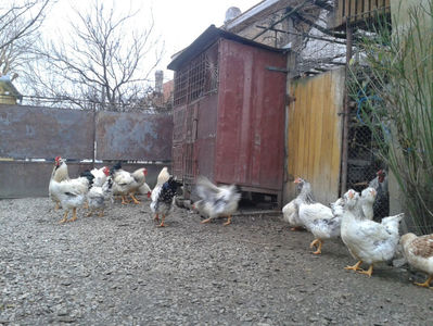 Pui SERIA II / 2023 | Fotografiați – Sâm, 9 dec.; I2 / 2023 Masculi = 4 fără + 5 barbă = 9 buc.
I2 / 2023 Femele = 5 fără + 7 barbă = 12 buc.
_______________________
Total = 21 buc.
(Eclozați: Joi, 22 iun. 2023, 15 : 00 — Sâm, 24 iun. 2023, 22 : 10 |
