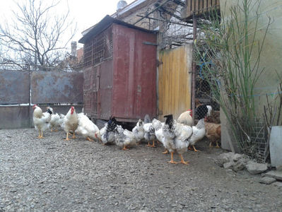 Pui SERIA II / 2023 | Fotografiați – Sâm, 9 dec.; I2 / 2023 Masculi = 4 fără + 5 barbă = 9 buc.
I2 / 2023 Femele = 5 fără + 7 barbă = 12 buc.
_______________________
Total = 21 buc.
(Eclozați: Joi, 22 iun. 2023, 15 : 00 — Sâm, 24 iun. 2023, 22 : 10 |

