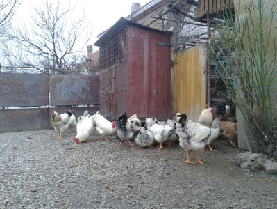 Pui SERIA II / 2023 | Fotografiați – Sâm, 9 dec.; I2 / 2023 Masculi = 4 fără + 5 barbă = 9 buc.
I2 / 2023 Femele = 5 fără + 7 barbă = 12 buc.
_______________________
Total = 21 buc.
(Eclozați: Joi, 22 iun. 2023, 15 : 00 — Sâm, 24 iun. 2023, 22 : 10 |
