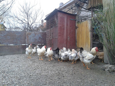 Pui SERIA II / 2023 | Fotografiați – Sâm, 9 dec.; I2 / 2023 Masculi = 4 fără + 5 barbă = 9 buc.
I2 / 2023 Femele = 5 fără + 7 barbă = 12 buc.
_______________________
Total = 21 buc.
(Eclozați: Joi, 22 iun. 2023, 15 : 00 — Sâm, 24 iun. 2023, 22 : 10 |
