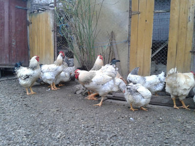 Pui SERIA II / 2023 | Fotografiați – Sâm, 9 dec.; I2 / 2023 Masculi = 4 fără + 5 barbă = 9 buc.
I2 / 2023 Femele = 5 fără + 7 barbă = 12 buc.
_______________________
Total = 21 buc.
(Eclozați: Joi, 22 iun. 2023, 15 : 00 — Sâm, 24 iun. 2023, 22 : 10 |
