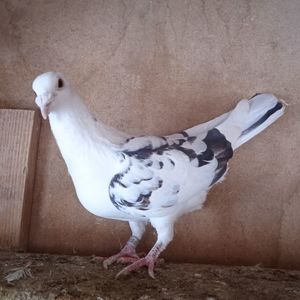 Mascul 20-386....-rezervat Stoenesti