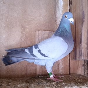 Femela 14-016....-10 lei