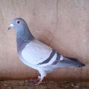 Femela 14-020....-10 lei