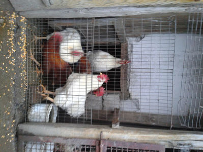 ; Negru Arămiu I = 4,815 kg.
Alb Zdupeș I = 4,375 kg.
Alb Înalt I = 4,100 kg.
Alb Zvelt I = 4,015 kg.
Vișiniul I = 3,765 kg.
(cântăriți – marți, ‎12 ‎decembrie ‎2023 | fotografiați – vineri, ‎14 ‎decemb
