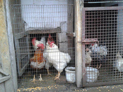 ; Negru Arămiu I = 4,815 kg.
Alb Zdupeș I = 4,375 kg.
Alb Înalt I = 4,100 kg.
Alb Zvelt I = 4,015 kg.
Vișiniul I = 3,765 kg.
(cântăriți – marți, ‎12 ‎decembrie ‎2023 | fotografiați – vineri, ‎14 ‎decemb
