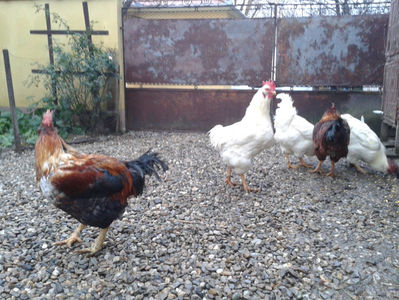 ; Negru Arămiu I = 4,815 kg.
Alb Zdupeș I = 4,375 kg.
Alb Înalt I = 4,100 kg.
Alb Zvelt I = 4,015 kg.
Vișiniul I = 3,765 kg.
(cântăriți – marți, ‎12 ‎decembrie ‎2023 | fotografiați – vineri, ‎14 ‎decemb
