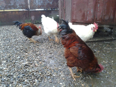 ; Negru Arămiu I = 4,815 kg.
Alb Zdupeș I = 4,375 kg.
Alb Înalt I = 4,100 kg.
Alb Zvelt I = 4,015 kg.
Vișiniul I = 3,765 kg.
(cântăriți – marți, ‎12 ‎decembrie ‎2023 | fotografiați – vineri, ‎14 ‎decemb
