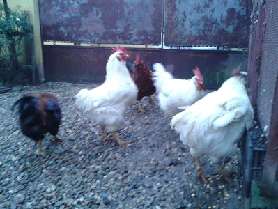 ; Negru Arămiu I = 4,815 kg.
Alb Zdupeș I = 4,375 kg.
Alb Înalt I = 4,100 kg.
Alb Zvelt I = 4,015 kg.
Vișiniul I = 3,765 kg.
(cântăriți – marți, ‎12 ‎decembrie ‎2023 | fotografiați – vineri, ‎14 ‎decemb
