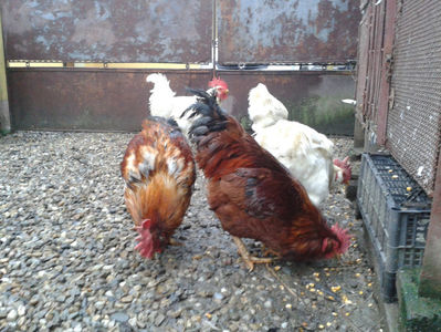 ; Negru Arămiu I = 4,815 kg.
Alb Zdupeș I = 4,375 kg.
Alb Înalt I = 4,100 kg.
Alb Zvelt I = 4,015 kg.
Vișiniul I = 3,765 kg.
(cântăriți – marți, ‎12 ‎decembrie ‎2023 | fotografiați – vineri, ‎14 ‎decemb
