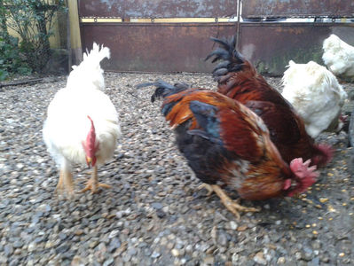 ; Negru Arămiu I = 4,815 kg.
Alb Zdupeș I = 4,375 kg.
Alb Înalt I = 4,100 kg.
Alb Zvelt I = 4,015 kg.
Vișiniul I = 3,765 kg.
(cântăriți – marți, ‎12 ‎decembrie ‎2023 | fotografiați – vineri, ‎14 ‎decemb

