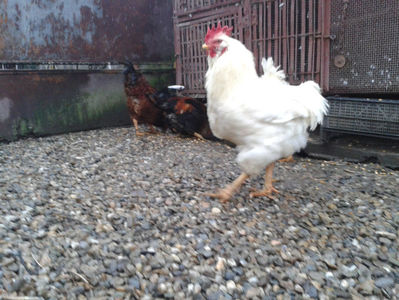 ; Negru Arămiu I = 4,815 kg.
Alb Zdupeș I = 4,375 kg.
Alb Înalt I = 4,100 kg.
Alb Zvelt I = 4,015 kg.
Vișiniul I = 3,765 kg.
(cântăriți – marți, ‎12 ‎decembrie ‎2023 | fotografiați – vineri, ‎14 ‎decemb
