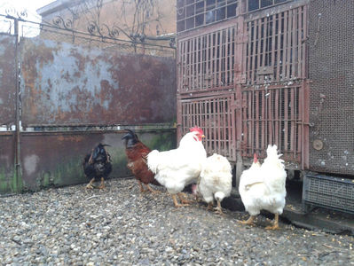 ; Negru Arămiu I = 4,815 kg.
Alb Zdupeș I = 4,375 kg.
Alb Înalt I = 4,100 kg.
Alb Zvelt I = 4,015 kg.
Vișiniul I = 3,765 kg.
(cântăriți – marți, ‎12 ‎decembrie ‎2023 | fotografiați – vineri, ‎14 ‎decemb
