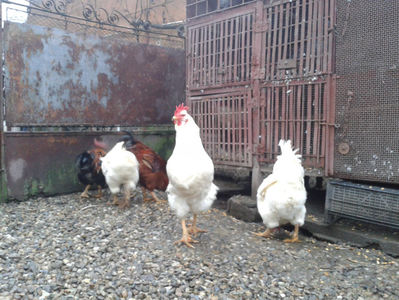 ; Negru Arămiu I = 4,815 kg.
Alb Zdupeș I = 4,375 kg.
Alb Înalt I = 4,100 kg.
Alb Zvelt I = 4,015 kg.
Vișiniul I = 3,765 kg.
(cântăriți – marți, ‎12 ‎decembrie ‎2023 | fotografiați – vineri, ‎14 ‎decemb
