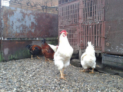 ; Negru Arămiu I = 4,815 kg.
Alb Zdupeș I = 4,375 kg.
Alb Înalt I = 4,100 kg.
Alb Zvelt I = 4,015 kg.
Vișiniul I = 3,765 kg.
(cântăriți – marți, ‎12 ‎decembrie ‎2023 | fotografiați – vineri, ‎14 ‎decemb
