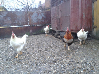 ; Negru Arămiu I = 4,815 kg.
Alb Zdupeș I = 4,375 kg.
Alb Înalt I = 4,100 kg.
Alb Zvelt I = 4,015 kg.
Vișiniul I = 3,765 kg.
(cântăriți – marți, ‎12 ‎decembrie ‎2023 | fotografiați – vineri, ‎14 ‎decemb
