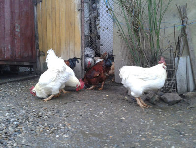 ; Negru Arămiu I = 4,815 kg.
Alb Zdupeș I = 4,375 kg.
Alb Înalt I = 4,100 kg.
Alb Zvelt I = 4,015 kg.
Vișiniul I = 3,765 kg.
(cântăriți – marți, ‎12 ‎decembrie ‎2023 | fotografiați – vineri, ‎14 ‎decemb
