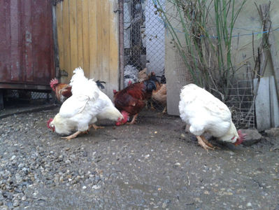 ; Negru Arămiu I = 4,815 kg.
Alb Zdupeș I = 4,375 kg.
Alb Înalt I = 4,100 kg.
Alb Zvelt I = 4,015 kg.
Vișiniul I = 3,765 kg.
(cântăriți – marți, ‎12 ‎decembrie ‎2023 | fotografiați – vineri, ‎14 ‎decemb
