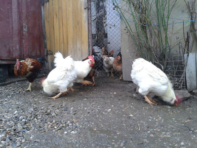 ; Negru Arămiu I = 4,815 kg.
Alb Zdupeș I = 4,375 kg.
Alb Înalt I = 4,100 kg.
Alb Zvelt I = 4,015 kg.
Vișiniul I = 3,765 kg.
(cântăriți – marți, ‎12 ‎decembrie ‎2023 | fotografiați – vineri, ‎14 ‎decemb

