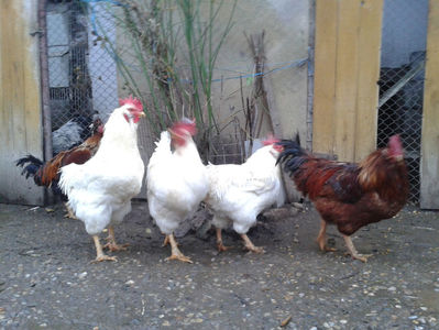 ; Negru Arămiu I = 4,815 kg.
Alb Zdupeș I = 4,375 kg.
Alb Înalt I = 4,100 kg.
Alb Zvelt I = 4,015 kg.
Vișiniul I = 3,765 kg.
(cântăriți – marți, ‎12 ‎decembrie ‎2023 | fotografiați – vineri, ‎14 ‎decemb
