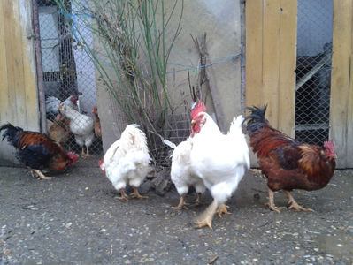 ; Negru Arămiu I = 4,815 kg.
Alb Zdupeș I = 4,375 kg.
Alb Înalt I = 4,100 kg.
Alb Zvelt I = 4,015 kg.
Vișiniul I = 3,765 kg.
(cântăriți – marți, ‎12 ‎decembrie ‎2023 | fotografiați – vineri, ‎14 ‎decemb
