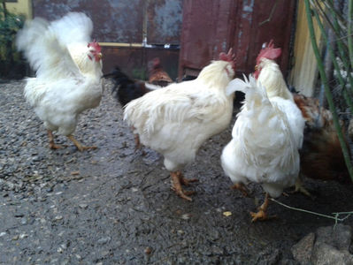 ; Negru Arămiu I = 4,815 kg.
Alb Zdupeș I = 4,375 kg.
Alb Înalt I = 4,100 kg.
Alb Zvelt I = 4,015 kg.
Vișiniul I = 3,765 kg.
(cântăriți – marți, ‎12 ‎decembrie ‎2023 | fotografiați – vineri, ‎14 ‎decemb
