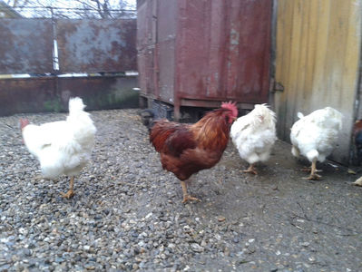 ; Negru Arămiu I = 4,815 kg.
Alb Zdupeș I = 4,375 kg.
Alb Înalt I = 4,100 kg.
Alb Zvelt I = 4,015 kg.
Vișiniul I = 3,765 kg.
(cântăriți – marți, ‎12 ‎decembrie ‎2023 | fotografiați – vineri, ‎14 ‎decemb
