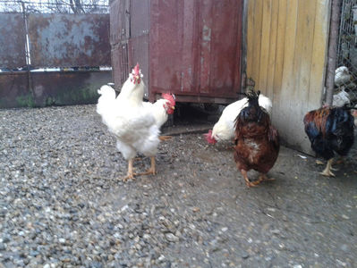 ; Negru Arămiu I = 4,815 kg.
Alb Zdupeș I = 4,375 kg.
Alb Înalt I = 4,100 kg.
Alb Zvelt I = 4,015 kg.
Vișiniul I = 3,765 kg.
(cântăriți – marți, ‎12 ‎decembrie ‎2023 | fotografiați – vineri, ‎14 ‎decemb

