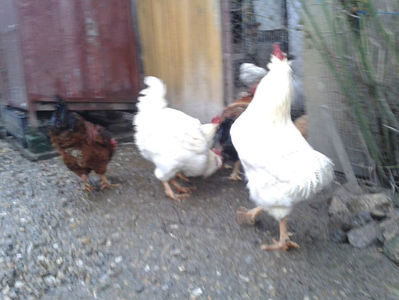 ; Negru Arămiu I = 4,815 kg.
Alb Zdupeș I = 4,375 kg.
Alb Înalt I = 4,100 kg.
Alb Zvelt I = 4,015 kg.
Vișiniul I = 3,765 kg.
(cântăriți – marți, ‎12 ‎decembrie ‎2023 | fotografiați – vineri, ‎14 ‎decemb
