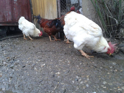 ; Negru Arămiu I = 4,815 kg.
Alb Zdupeș I = 4,375 kg.
Alb Înalt I = 4,100 kg.
Alb Zvelt I = 4,015 kg.
Vișiniul I = 3,765 kg.
(cântăriți – marți, ‎12 ‎decembrie ‎2023 | fotografiați – vineri, ‎14 ‎decemb

