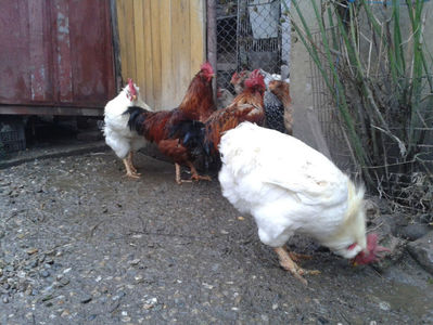 ; Negru Arămiu I = 4,815 kg.
Alb Zdupeș I = 4,375 kg.
Alb Înalt I = 4,100 kg.
Alb Zvelt I = 4,015 kg.
Vișiniul I = 3,765 kg.
(cântăriți – marți, ‎12 ‎decembrie ‎2023 | fotografiați – vineri, ‎14 ‎decemb
